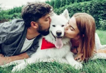 Senado aprova lei de guarda compartilhada de animais em separações Senado aprova lei de guarda compartilhada de animais em separações