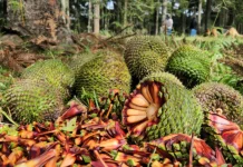 Início da temporada de pinhão aquece economia e tradições em SC Início da temporada de pinhão aquece economia e tradições em SC