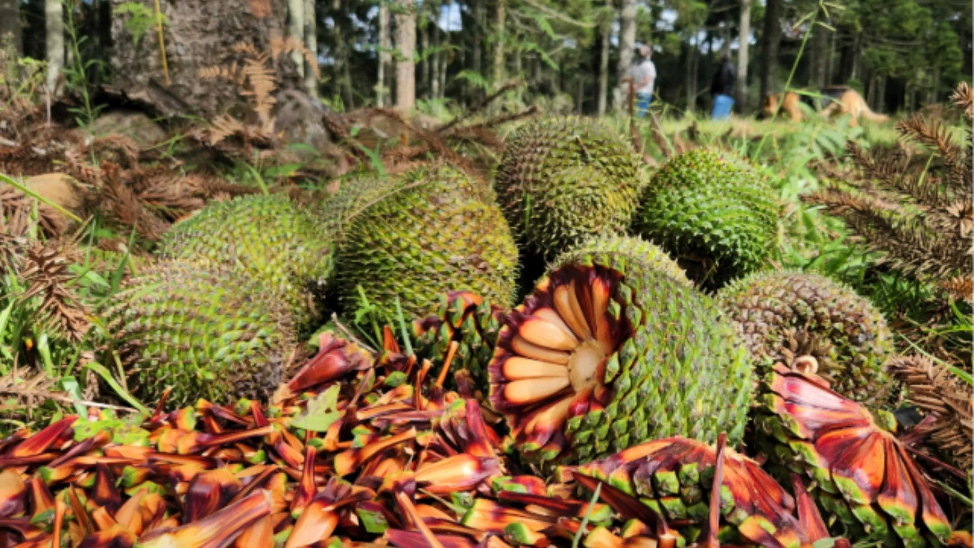 Início da temporada de pinhão aquece economia e tradições em SC