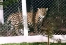 Polícia Militar Ambiental investiga suposto avistamento de onça-pintada no Oeste Polícia Militar Ambiental investiga suposto avistamento de onça-pintada no Oeste