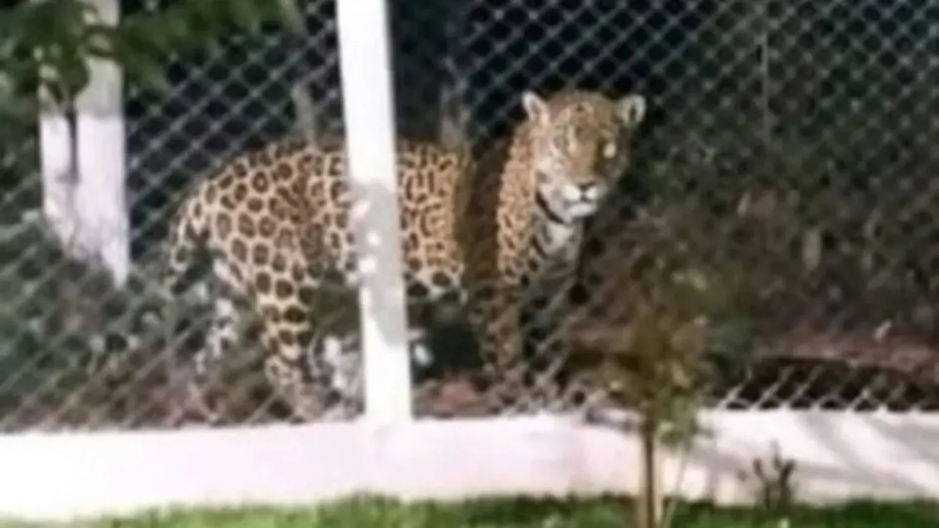 Polícia Militar Ambiental investiga suposto avistamento de onça-pintada no Oeste