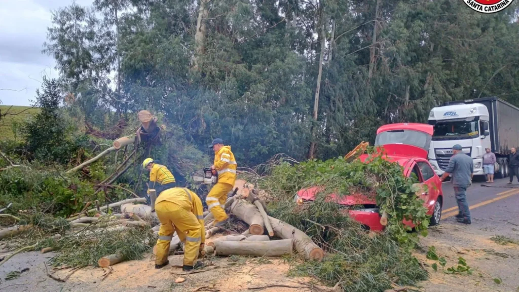 Árvore cai, fere motorista e interdita trecho entre Caçador e Lebon Régis