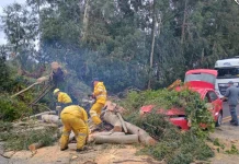 Árvore cai, fere motorista e interdita trecho entre Caçador e Lebon Régis Árvore cai, fere motorista e interdita trecho entre Caçador e Lebon Régis