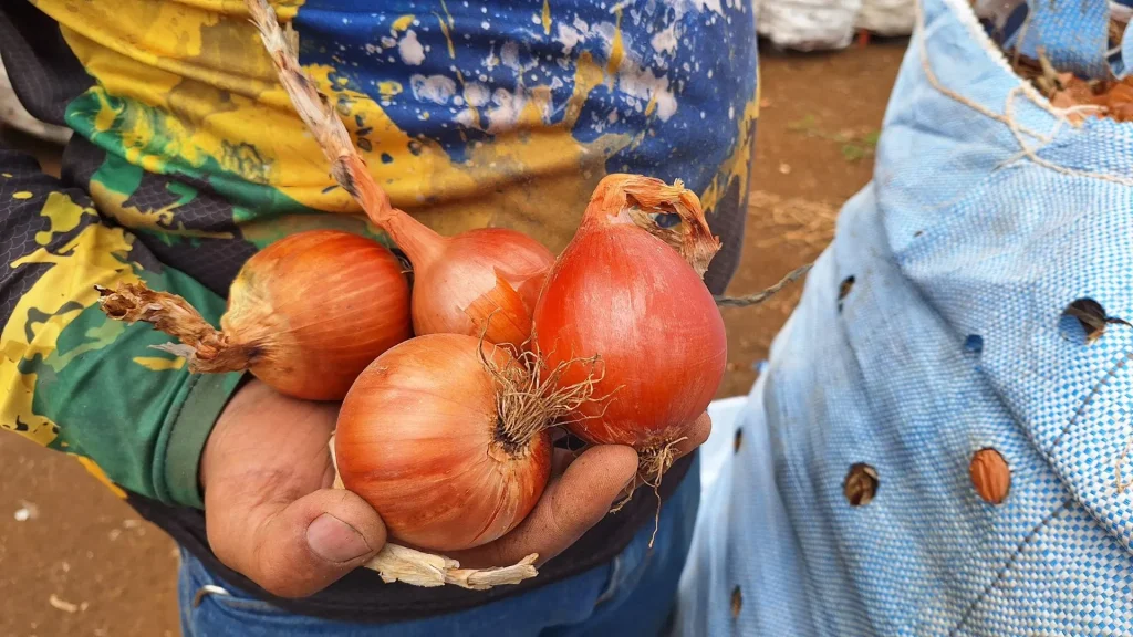Crise da cebola leva SC a prorrogar prazo de dívidas de agricultores