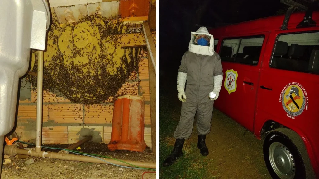 Bombeiros Voluntários orientam sobre remoção de vespas e abelhas