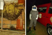 Bombeiros Voluntários orientam sobre remoção de vespas e abelhas Bombeiros Voluntários orientam sobre remoção de vespas e abelhas