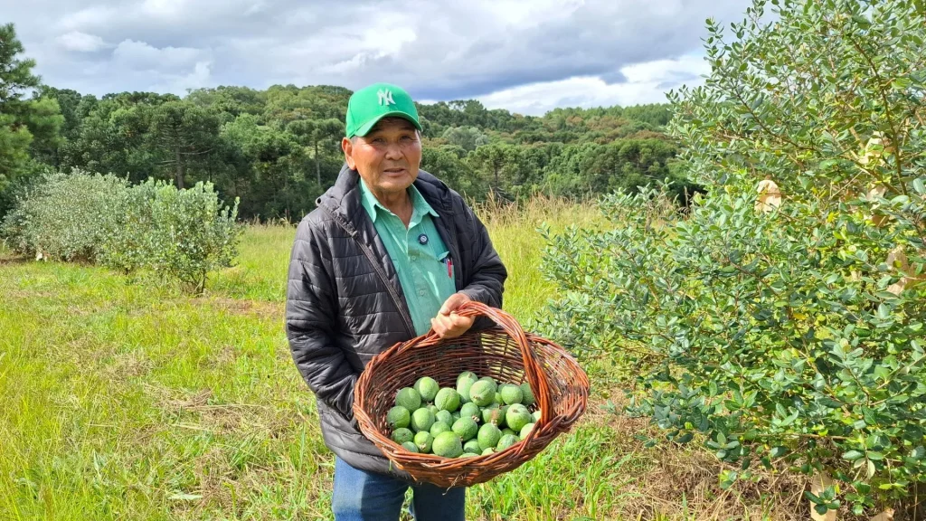 Goiaba serrana ganha espaço em propriedade de Caçador
