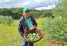 Goiaba serrana ganha espaço em propriedade de Caçador Goiaba serrana ganha espaço em propriedade de Caçador