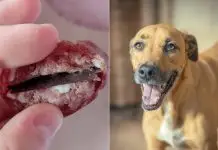 Polícia investiga lâminas encontradas em salames em SC Polícia investiga lâminas encontradas em salames em SC