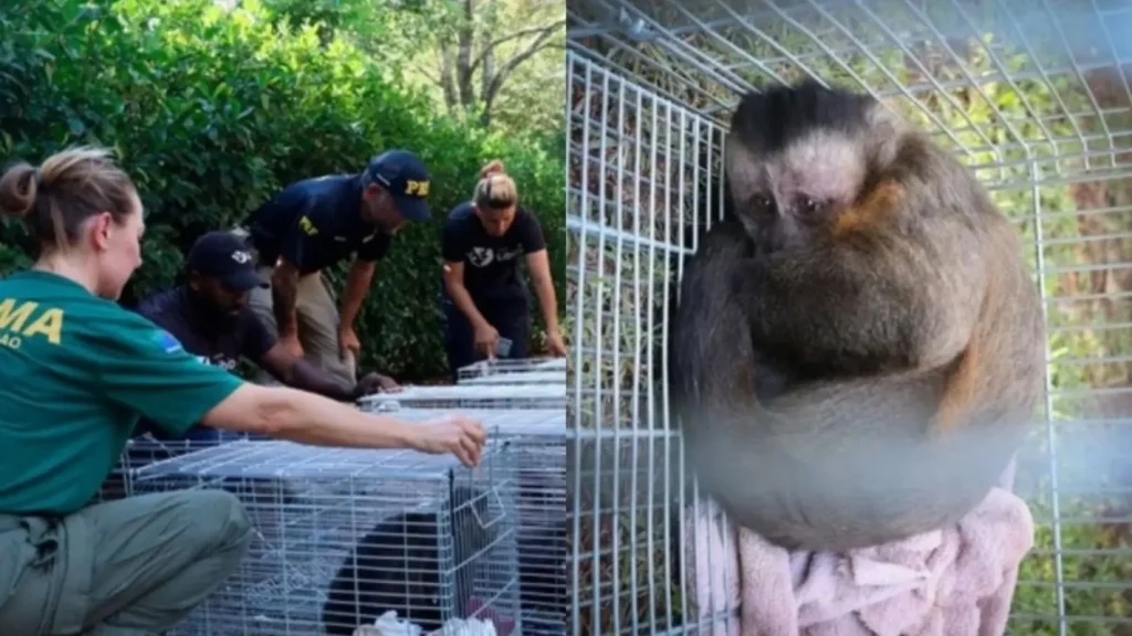 Ibama fecha criadouro ilegal de macacos no Oeste de SC