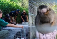 Ibama fecha criadouro ilegal de macacos no Oeste de SC Ibama fecha criadouro ilegal de macacos no Oeste de SC