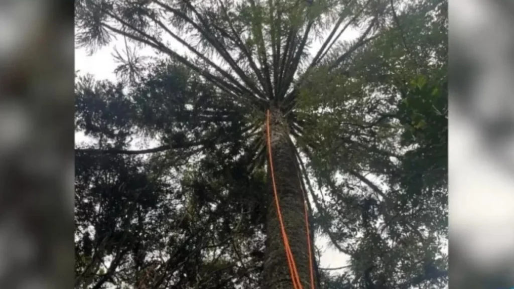 Homem fica preso em árvore durante colheita de pinhão