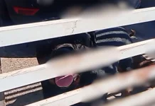 Criança de 4 anos morre após ataque de rottweiler em SC Criança de 4 anos morre após ataque de rottweiler em SC