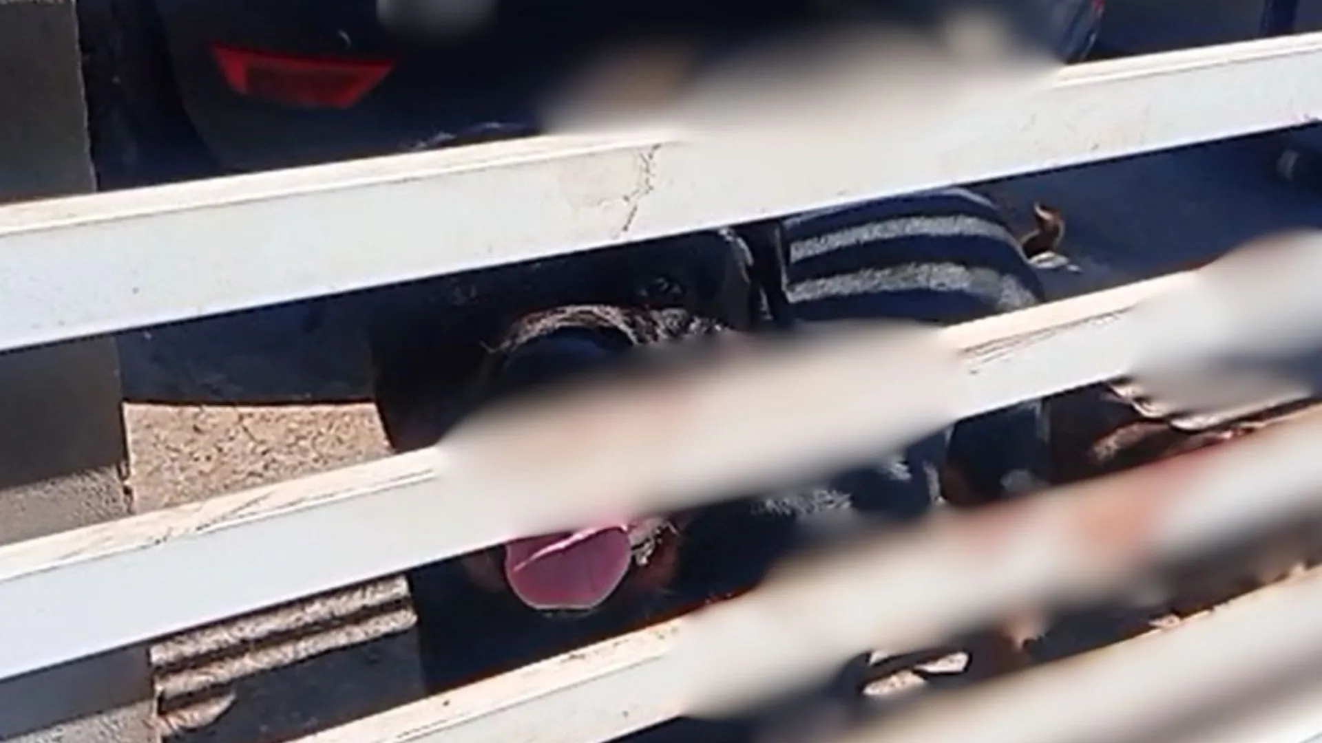 Criança de 4 anos morre após ataque de rottweiler em SC