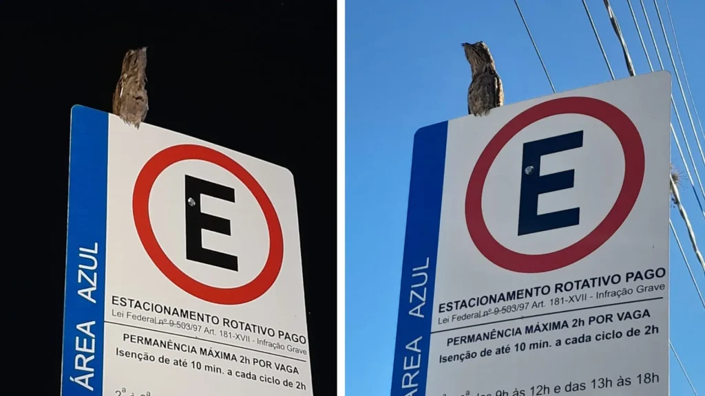 Urutaus atraem olhares em cidades da região