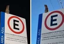 Urutaus atraem olhares em cidades da região Urutaus atraem olhares em cidades da região