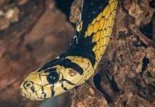 Jovem é picado na região da boca por cobra em plantação de banana em SC Jovem é picado na região da boca por cobra em plantação de banana em SC