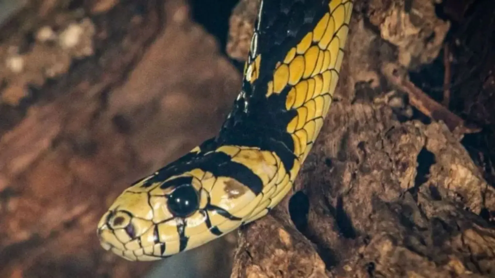 Jovem é picado na região da boca por cobra em plantação de banana em SC