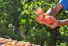 Videira promove curso de fruticultura básica para fortalecer produção no campo Videira promove curso de fruticultura básica para fortalecer produção no campo