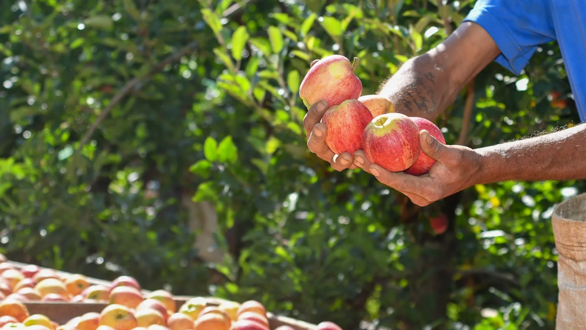 Videira promove curso de fruticultura básica para fortalecer produção no campo