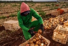 Agro cresce em empregos, mas produção agropecuária tem queda no Brasil Agro cresce em empregos, mas produção agropecuária tem queda no Brasil