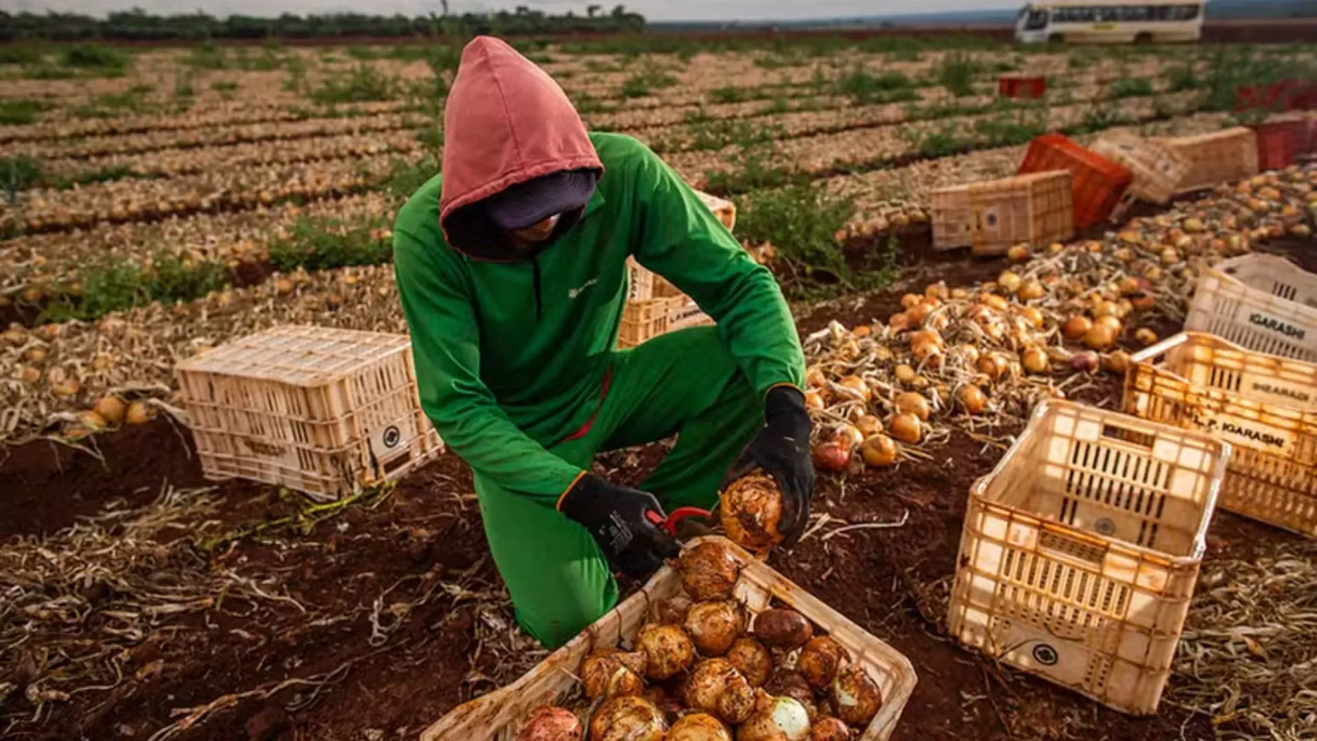 Agro cresce em empregos, mas produção agropecuária tem queda no Brasil
