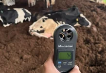 Estudo do IFC Videira analisa impacto do calor no bem-estar e na produção de vacas leiteiras Estudo do IFC Videira analisa impacto do calor no bem-estar e na produção de vacas leiteiras