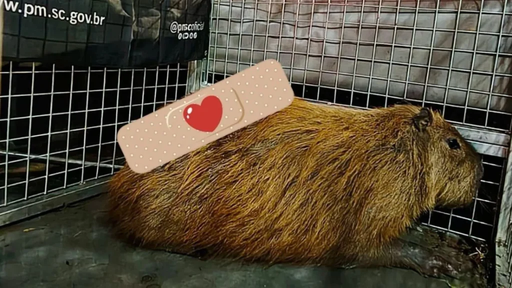 Capivara é resgatada em Fraiburgo após mais de 2 horas de ação