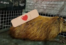 Capivara é resgatada em Fraiburgo após mais de 2 horas de ação Capivara é resgatada em Fraiburgo após mais de 2 horas de ação