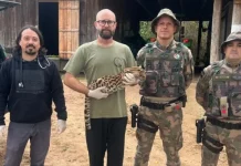 Gato-maracajá é capturado após ataques a galinhas em propriedade rural Gato-maracajá é capturado após ataques a galinhas em propriedade rural