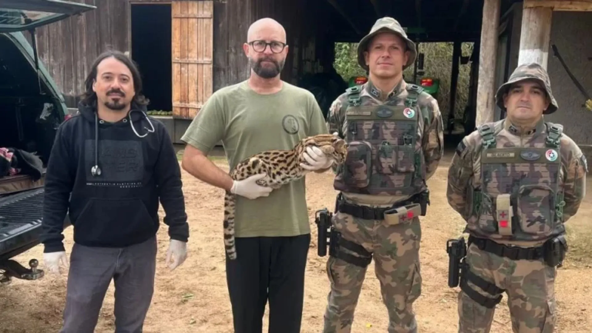 Gato-maracajá é capturado após ataques a galinhas em propriedade rural