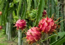 Pesquisa ajuda produtores de SC a combater pragas da pitaia Pesquisa ajuda produtores de SC a combater pragas da pitaia