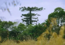 Idoso desaparece após sair para colher pinhão em mata no Meio-Oeste Idoso desaparece após sair para colher pinhão em mata no Meio-Oeste