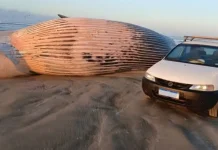 Baleia de 13 metros é encontrada morta no Litoral Sul de SC Baleia de 13 metros é encontrada morta no Litoral Sul de SC