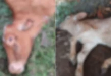 Caso de raiva em bovino é confirmado em Santa Catarina Caso de raiva em bovino é confirmado em Santa Catarina