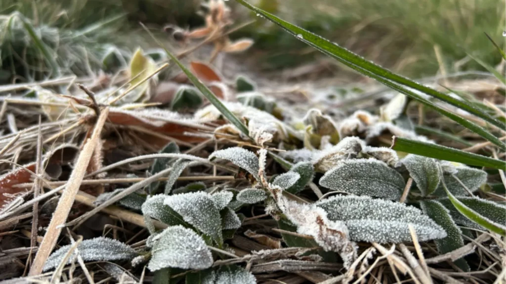 Geada cobre cidades de Santa Catarina e Serra registra -6°C nesta quinta-feira