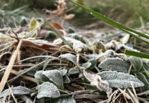 Geada cobre cidades de Santa Catarina e Serra registra -6°C nesta quinta-feira Geada cobre cidades de Santa Catarina e Serra registra -6°C nesta quinta-feira