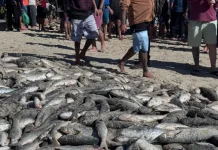 Santa Catarina já ultrapassa 200 toneladas de tainha capturadas em 2026 Santa Catarina já ultrapassa 200 toneladas de tainha capturadas em 2026