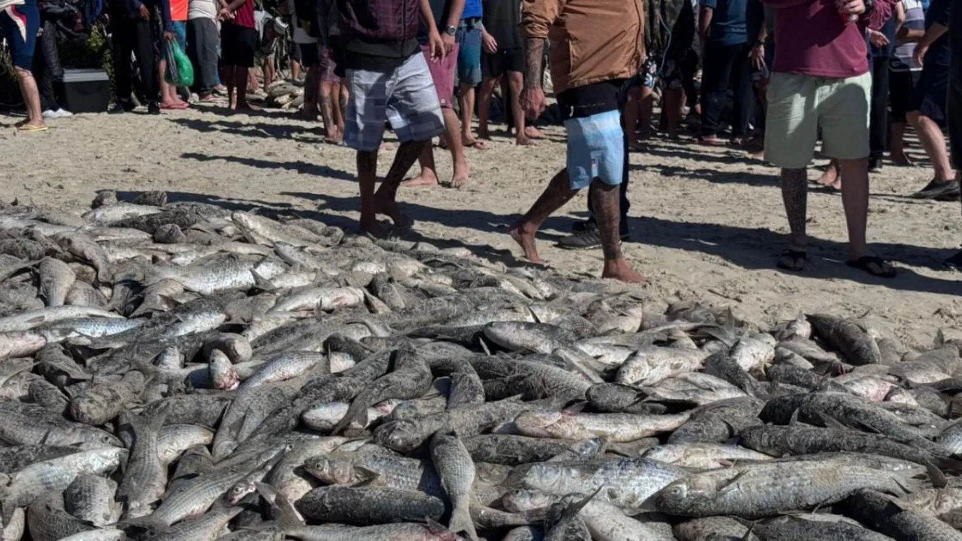 Santa Catarina já ultrapassa 200 toneladas de tainha capturadas em 2026