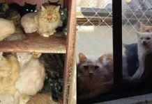 Tutora dificulta acesso e MPSC pede medidas urgentes em caso de 400 gatos em apartamento Tutora dificulta acesso e MPSC pede medidas urgentes em caso de 400 gatos em apartamento