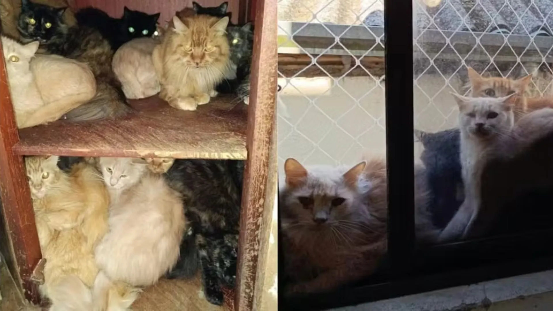 Tutora dificulta acesso e MPSC pede medidas urgentes em caso de 400 gatos em apartamento