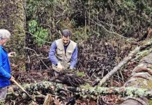 Queda de araucária gigante em Caçador mobiliza pesquisadores para resgate de DNA Queda de araucária gigante em Caçador mobiliza pesquisadores para resgate de DNA