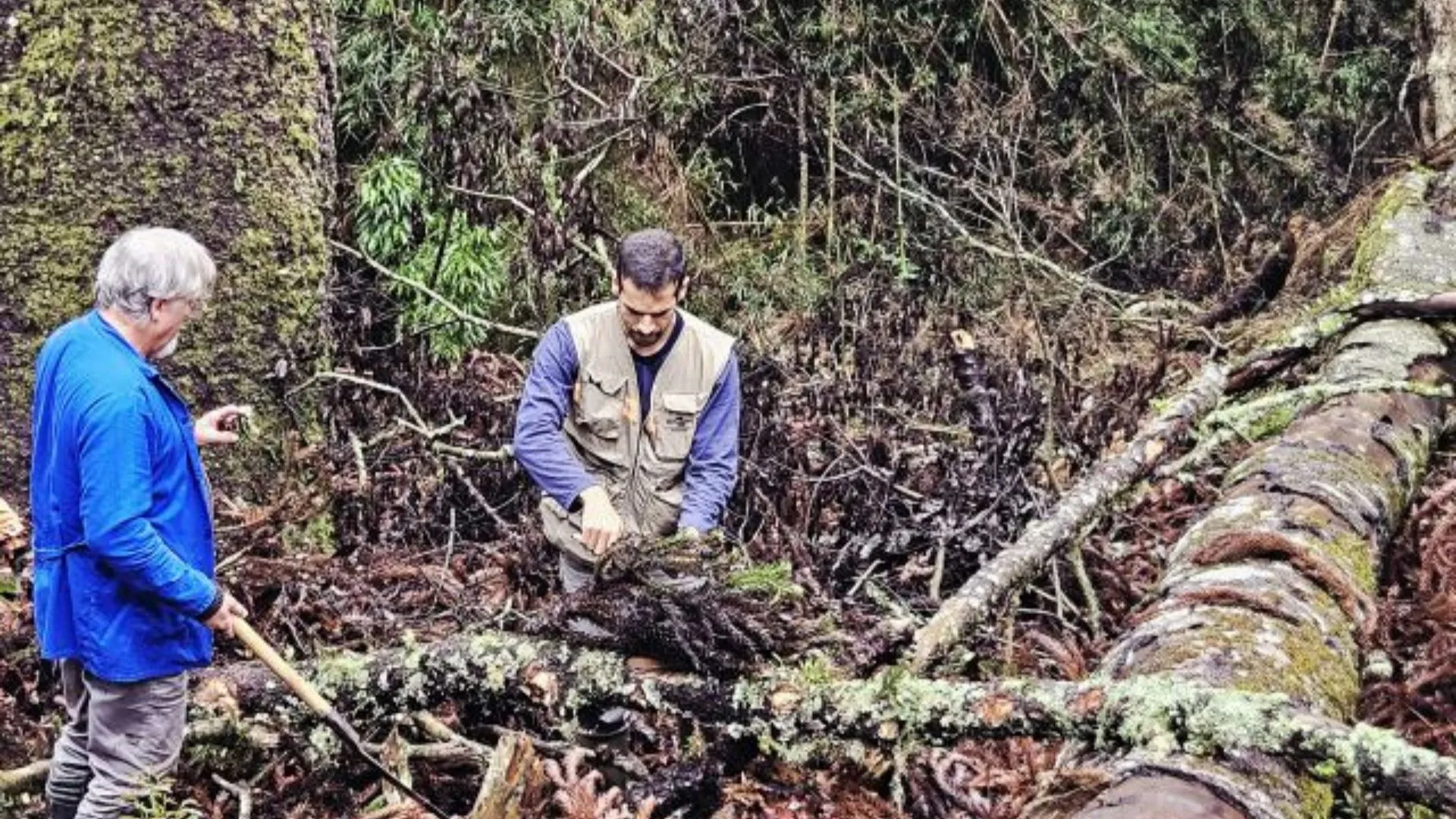 Queda de araucária gigante em Caçador mobiliza pesquisadores para resgate de DNA