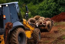 Ataque de onça mata 34 ovelhas e causa prejuízo no Paraná Ataque de onça mata 34 ovelhas e causa prejuízo no Paraná
