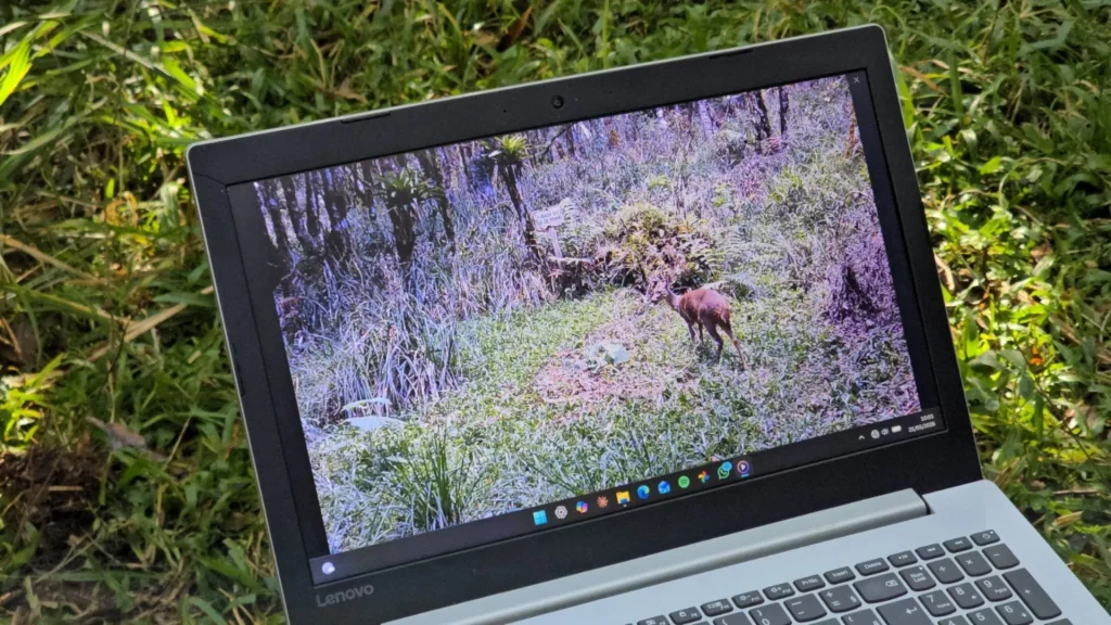 Armadilhas fotográficas revelam biodiversidade em áreas de preservação florestal