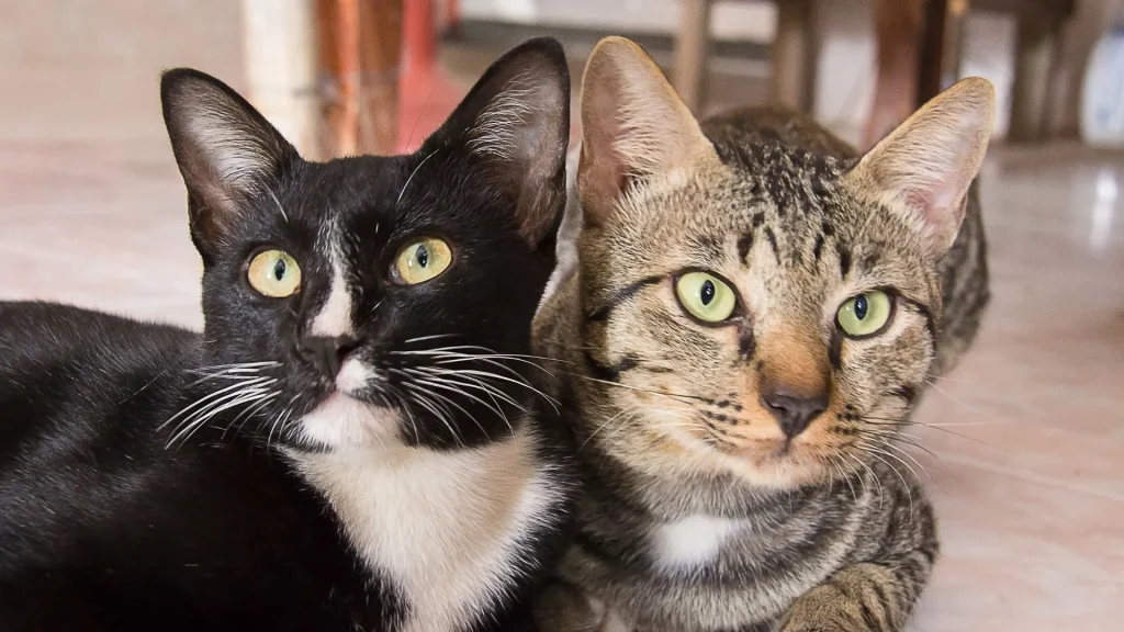 TAC prevê retirada de 400 gatos de apartamento em Concórdia