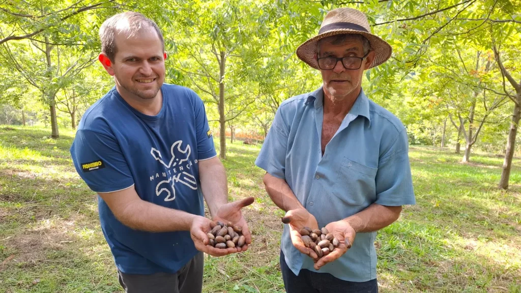 Família transforma área de pinus em cultivo de noz-pecã