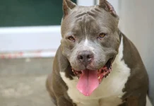 Mulher é atacada por cães pit bull em Campos Novos Mulher é atacada por cães pit bull em Campos Novos
