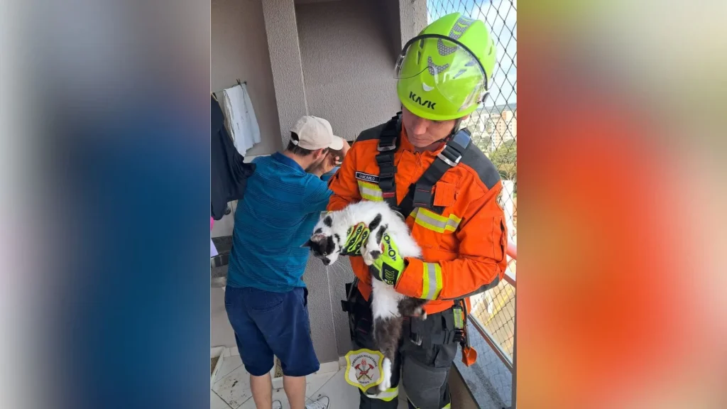 Gato é resgatado de chaminé por bombeiros em Caçador