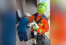 Gato é resgatado de chaminé por bombeiros em Caçador Gato é resgatado de chaminé por bombeiros em Caçador